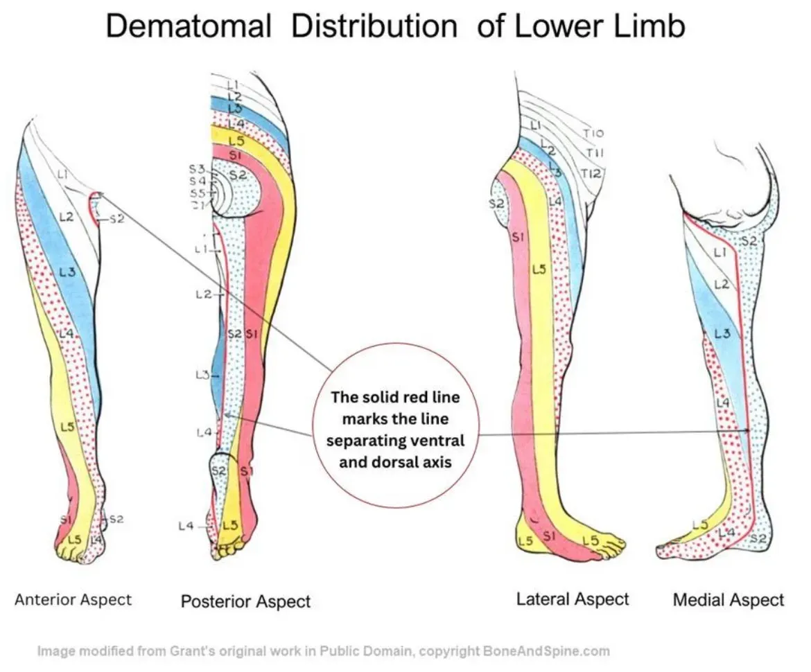 Imagen ecográfica del músculo tibial posterior próximo a la tibia, sin signos evidentes de lesión estructural en este caso